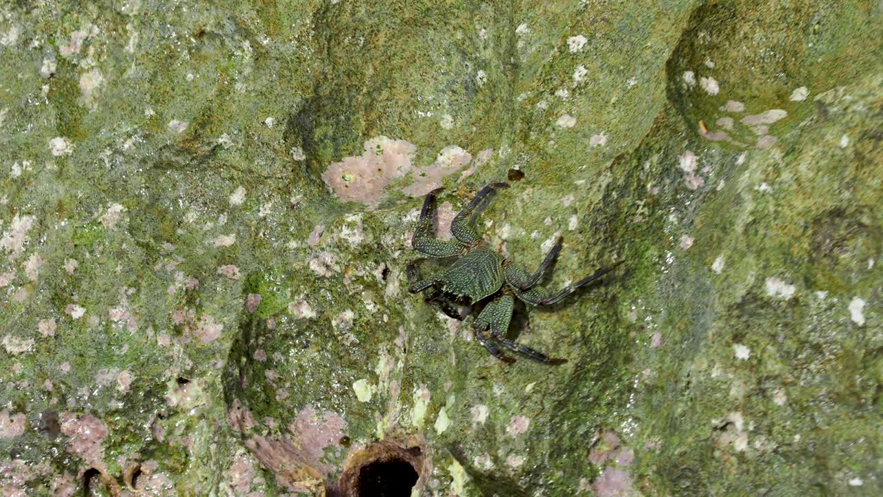 cangrejos en las rocas en el parque de playa de campo de fuelle