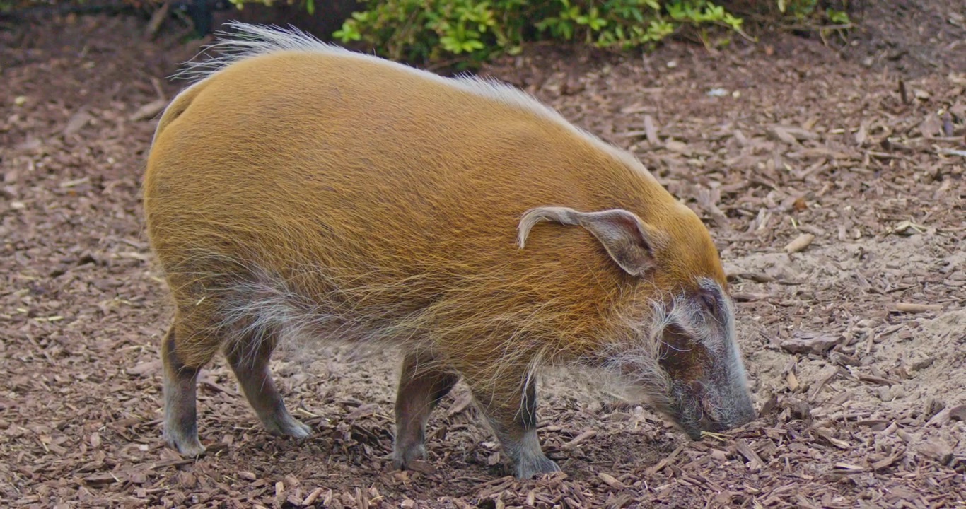 Potamocero del fiume rosso (maiale selvatico) in cerca di cibo nell'ambiente naturale, vista di paesaggio faunistico.