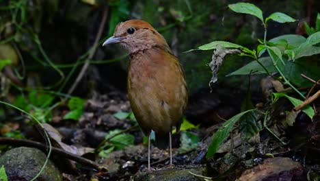 La-Pitta-De-Nuca-Oxidada-Es-Un-Ave-Confiada-Que-Se-Encuentra-En-Hábitats-De-Bosques-Montañosos-De-Gran-Altura,-Hay-Muchos-Lugares-En-Tailandia-Para-Encontrar-Esta-Ave