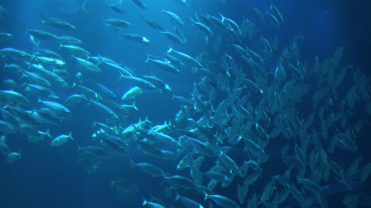 vista bajo el agua de un gran banco de peces