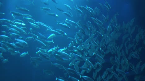 underwater view of a large school of fish