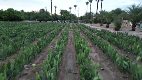 aerial drone video over nopales field in mexico