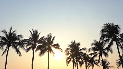 a bright tropical sun peaks through the tops of palm trees