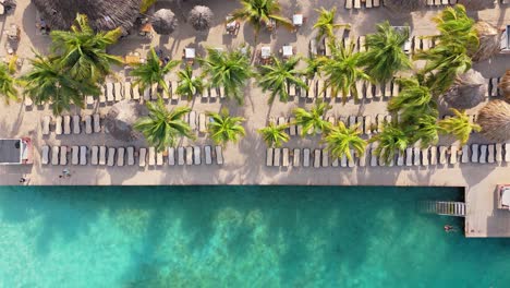 Drone-top-down-of-palm-trees-and-lounge-chairs-of-Zanzibar-beach-Jan-Thiel-Curacao