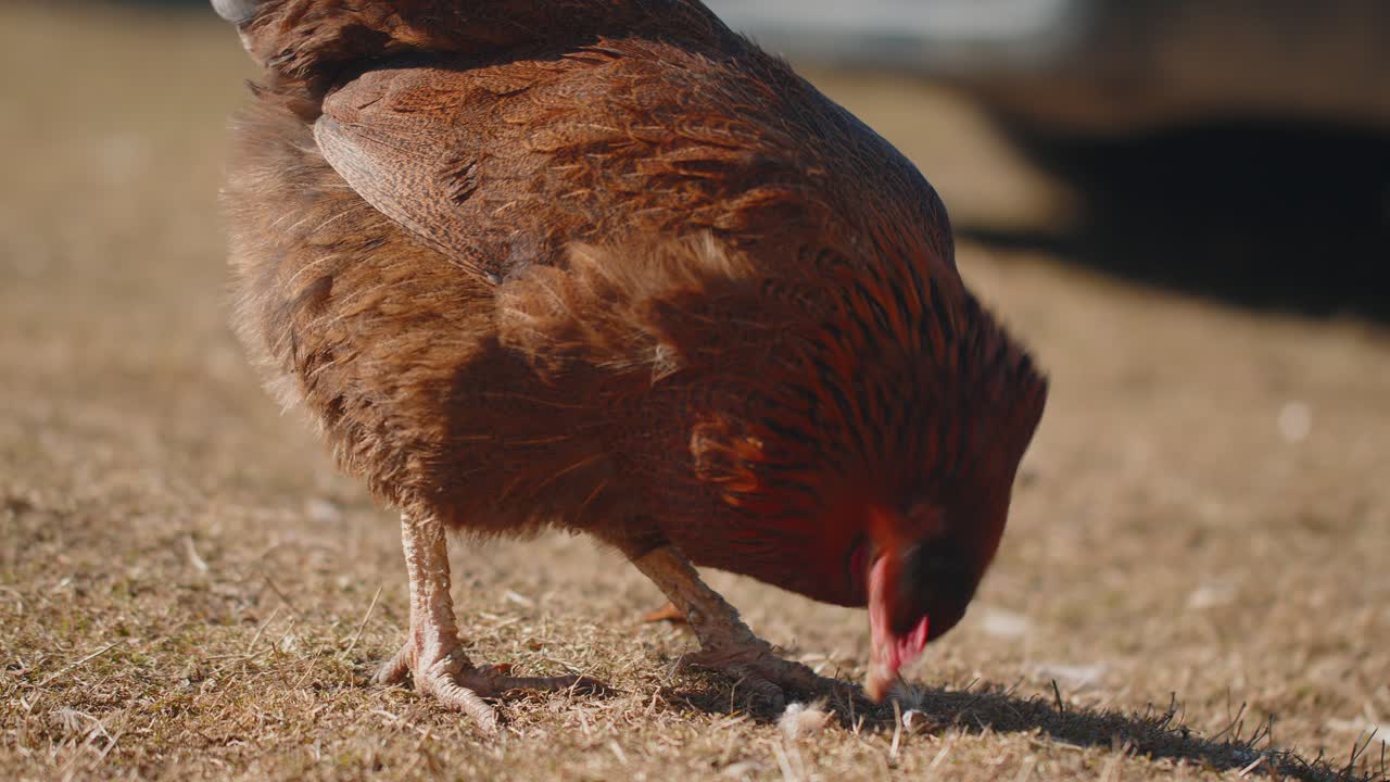 Closeup free range brown domestic chicken eating grains peck yellow grass on small eco home farm