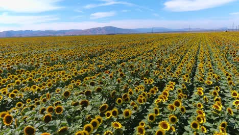 Luftaufnahme-über-Einem-Wunderschönen-Sonnenblumenfeld-In-Strahlendem-Sonnenschein-In-Kalifornien-In-Der-Nähe-Von-Gilroy,-Kalifornien