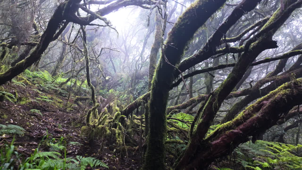 Misty forest landscape in Parque Rural de Anaga, eerie and serene view