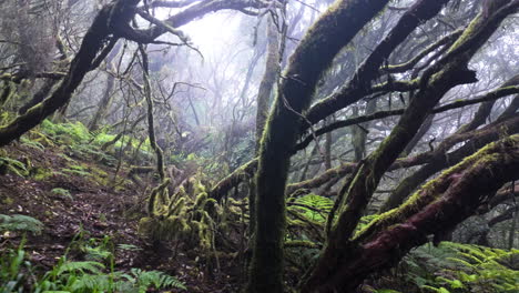 misty forest landscape in parque rural de anaga, eerie and serene view
