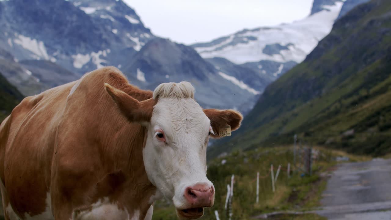 Lehmä laiduntamassa Alpeilla