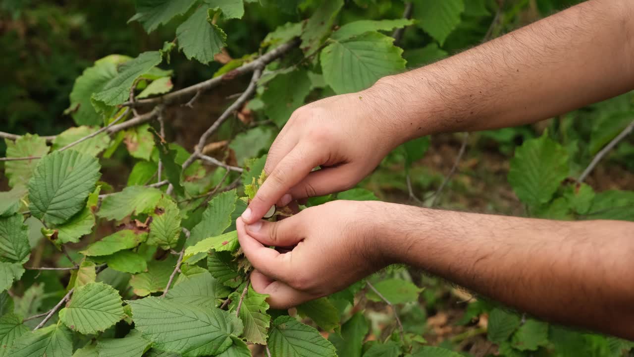 Young farmer man picking hazelnuts from hazelnut tree.