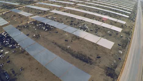 aerial over the pens at a cattle ranch and slaughterhouse in central california 1