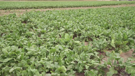 View-of-the-Spanish-lettuce-countryside