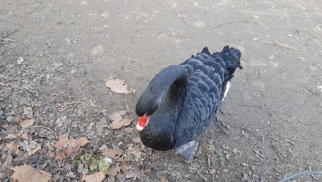 Black-swan-close-up-shoot