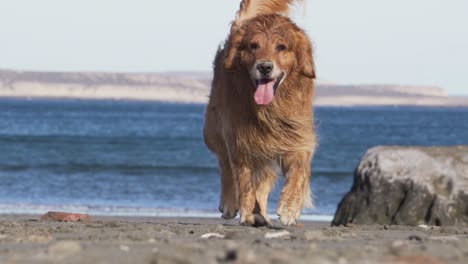 a beautiful golden retriever walking on the beach, frontal shot slow motion