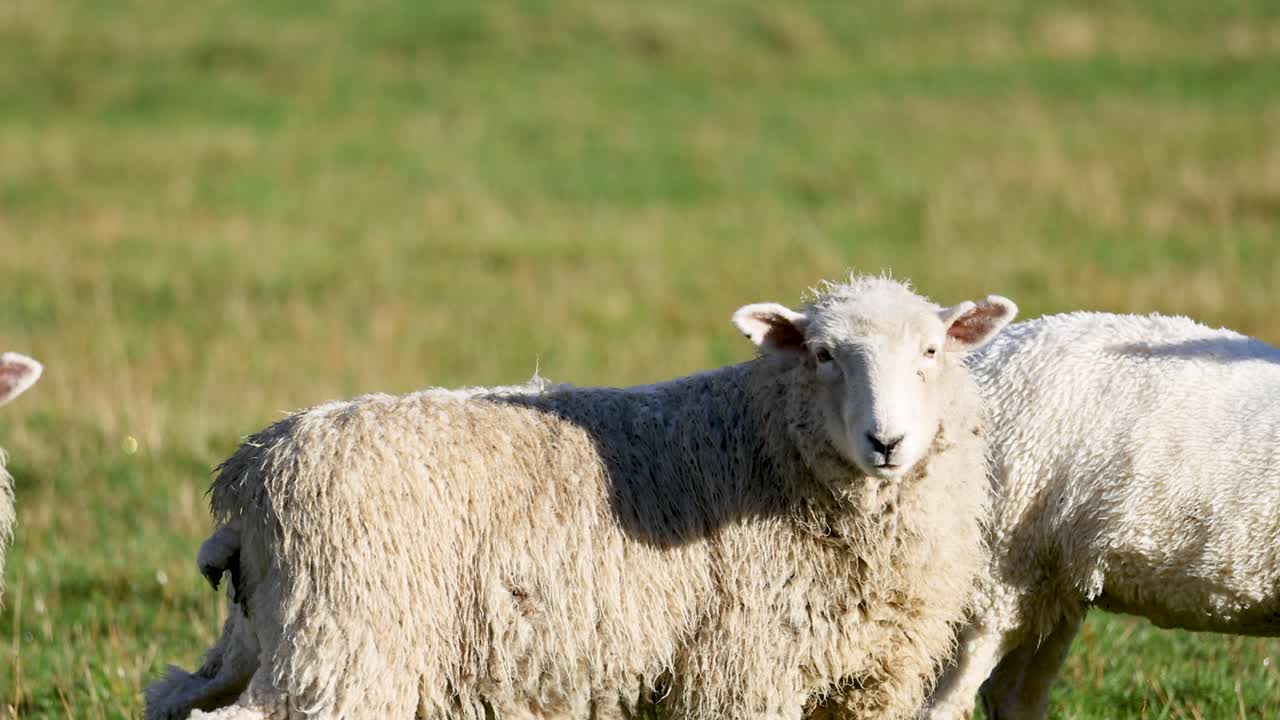 Two sheep standing in a sunlit field, showcasing natural behavior in a serene rural setting