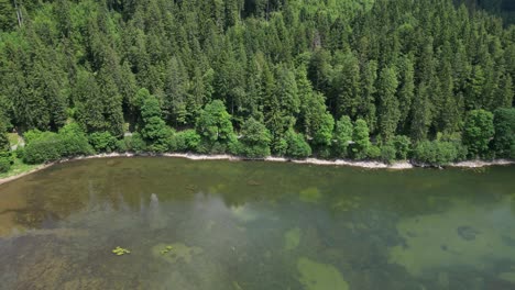 La-Vegetación-En-El-Lago-Obersee-Se-Adapta-Y-Prospera,-Proporcionando-Un-Lienzo-En-Constante-Evolución-Del-Arte-Natural