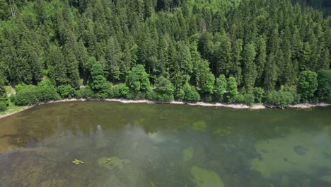 vegetation at lake obersee adapts and thrives, providing an ever-evolving canvas of natural artistry