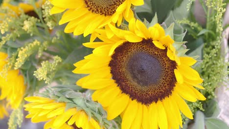 close-up of beautiful sunflowers
