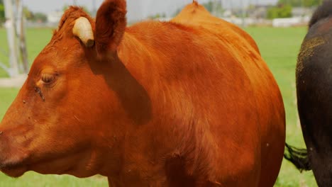 sad looking red haired ginger cow looking right into camera whilst flies keep flying around face and eyes on grass fed beef farm