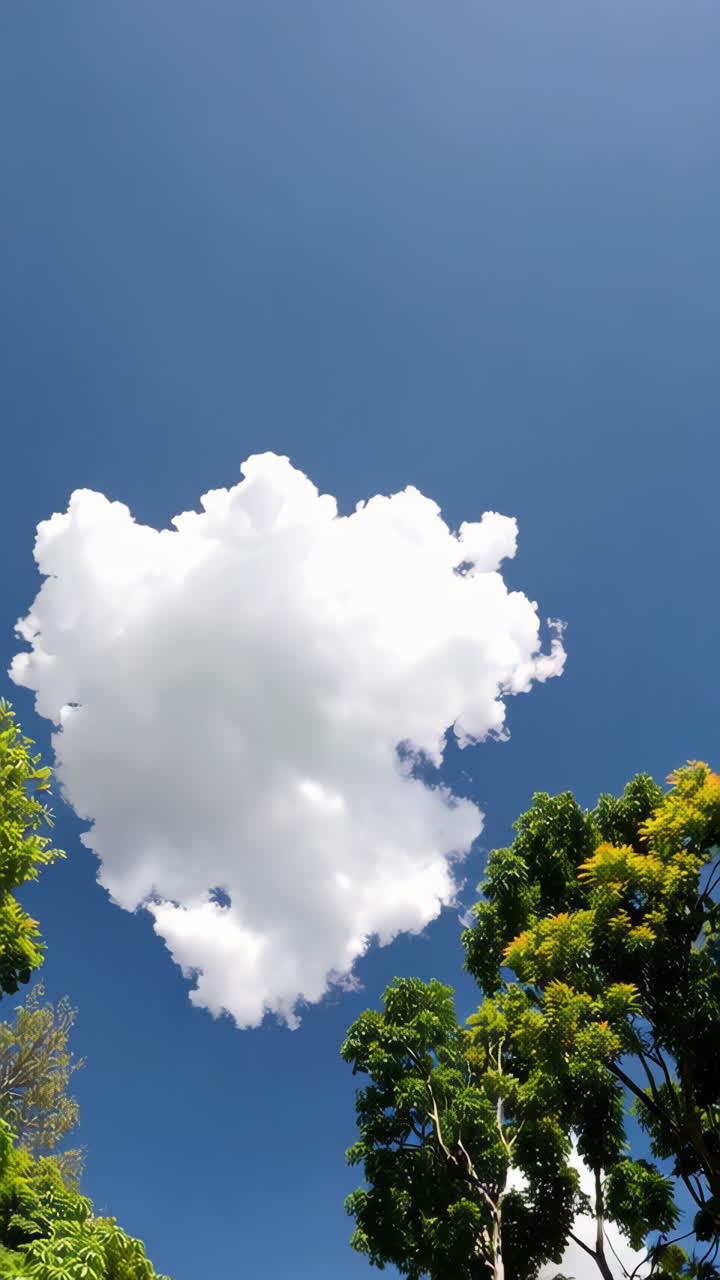 Tropical Forest Canopy with Clouds