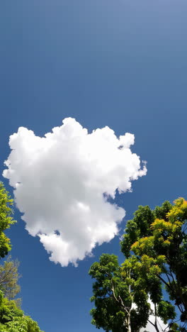 tropical forest canopy with clouds