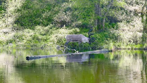 Einsames-Rentier-Frisst-Vom-Busch-Am-Ufer,-Umgestürzter-Baum-Im-Stillen-Wasser