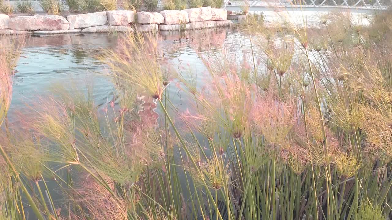 ducks swimming in an artificial lake
