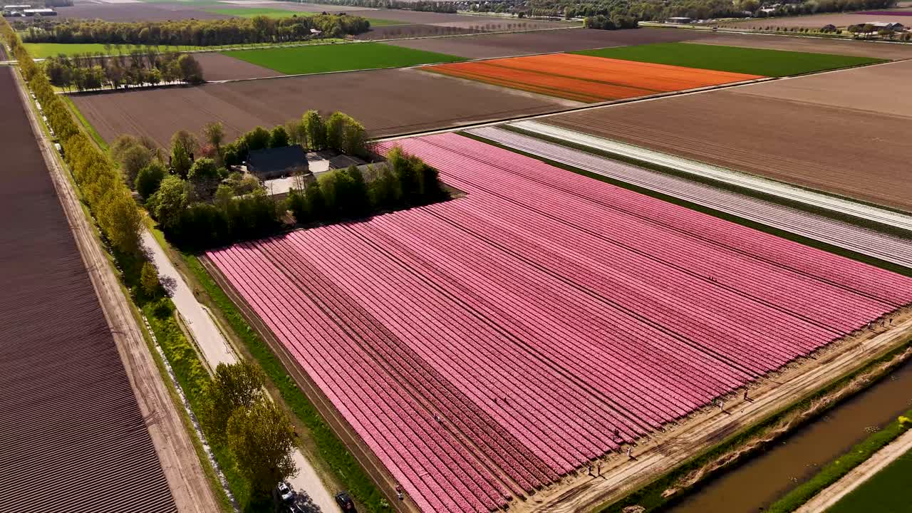 Aerial View of Pink Tulip Fields in the Netherlands
