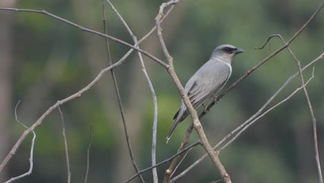 Lesser-Cuckoo---in-tree---relaxing-