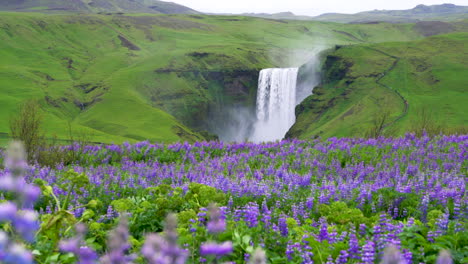 la cascada de skogafoss en islandia en verano.