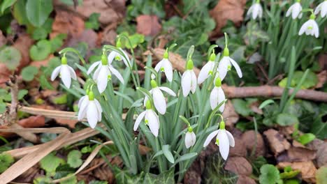 Campanillas-De-Las-Nieves-En-Flor-En-Febrero-En-Sauerland