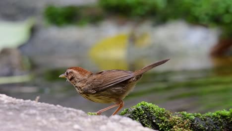 Puffkehlschwätzerpflege-Nach-Einem-Bad-Im-Wald-An-Einem-Heißen-Tag,-Pellorneum-Ruficeps,-In-Zeitlupe