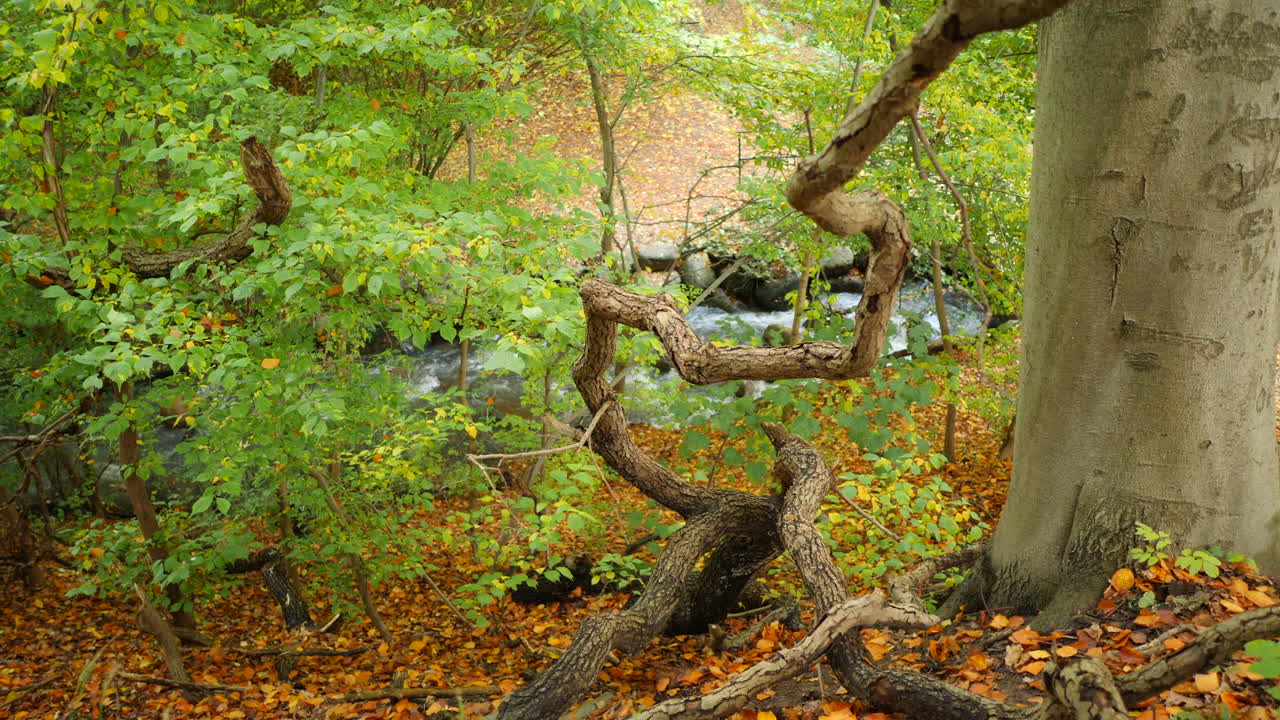 river flowing through autumn forest