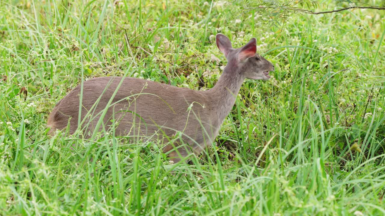 차가운 어린 회색 브로켓, 마자마 구아주비라는 풀밭에 앉아 밝은 대낮에 바람에 흔들리는 풀과 함께 푸른 초목을 먹고 씹고, 슬롯 모션 샷을 닫습니다