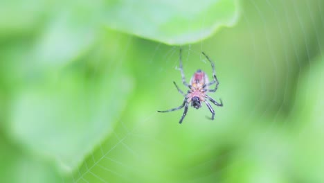 a breeze moves an alpaida versicolor orb weaver spider at the center of her web