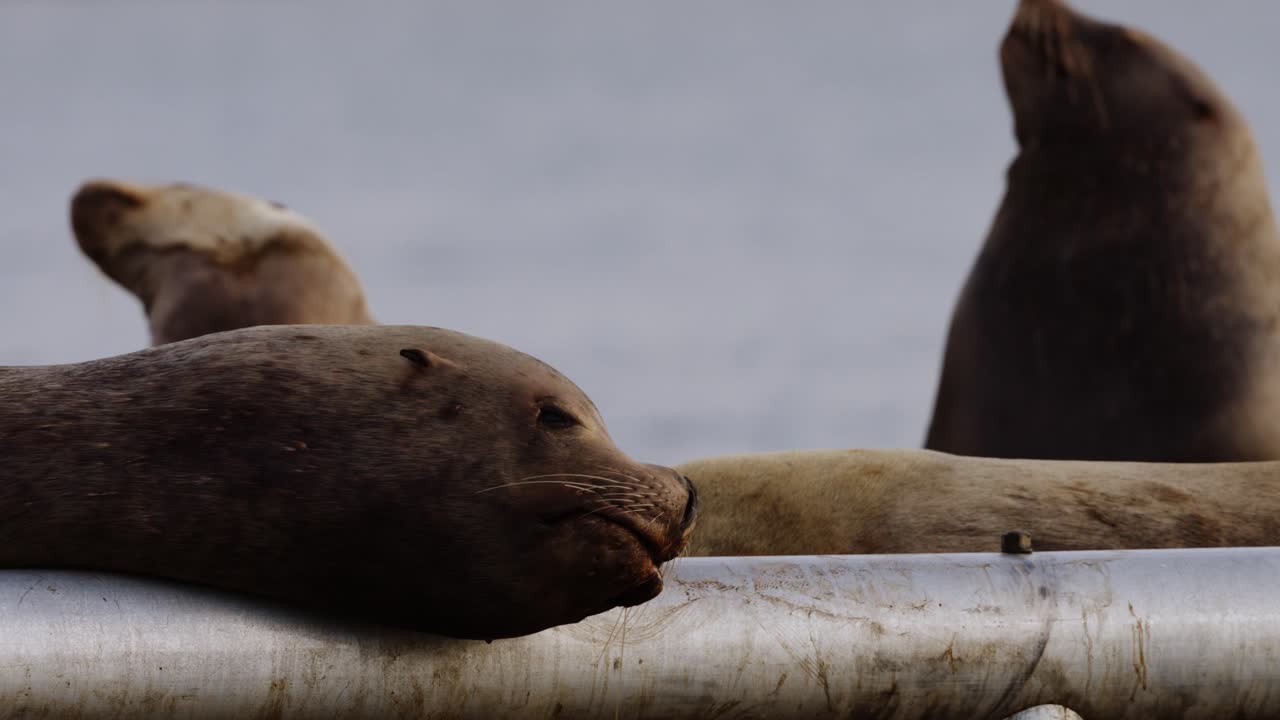 Un leone marino di Steller dorme sul bordo di un molo nella Columbia Britannica, Canada.