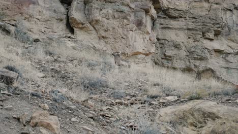 Carnero-Cimarrón-Sentado-En-La-Ladera-De-La-Montaña-Con-Grandes-Cuernos