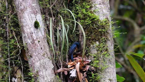 El-Papamoscas-Azul-De-La-Colina-Se-Encuentra-En-Un-Hábitat-De-Gran-Altura,-Tiene-Plumas-Azules-Y-Un-Pecho-Anaranjado-Para-El-Macho,-Mientras-Que-La-Hembra-Es-De-Color-Marrón-Canela-Pálido-Y-También-Con-Un-Pecho-Anaranjado-En-Transición