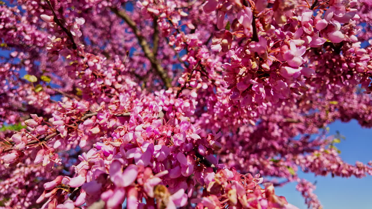 Blooming Redbud Tree in Spring