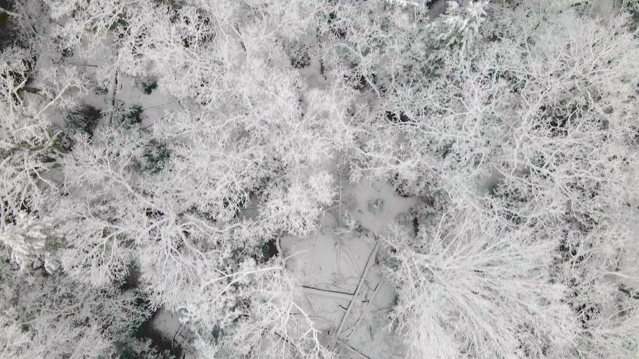 los árboles cubiertos de nieve vuelan sobre