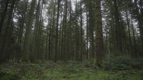 Astronaut-in-space-suit-walking-trough-forest