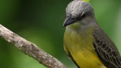 Pájaro-Rey-Tropical-O-Papamoscas-Tirano-Encaramado-En-Una-Rama-Y-Volar-Lejos,-Tiro-De-Primer-Plano-Extremo