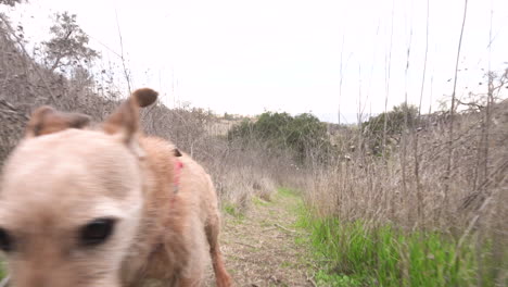 Curious-Norwich-Terrier-Dog-runs-among-bushes,-follows-the-moving-camera-and-smells-it