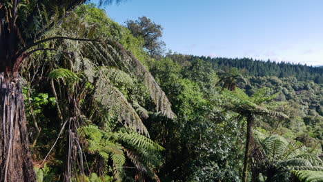 beautiful overview of dense green forest of waimangu national park in new zealand at summertime