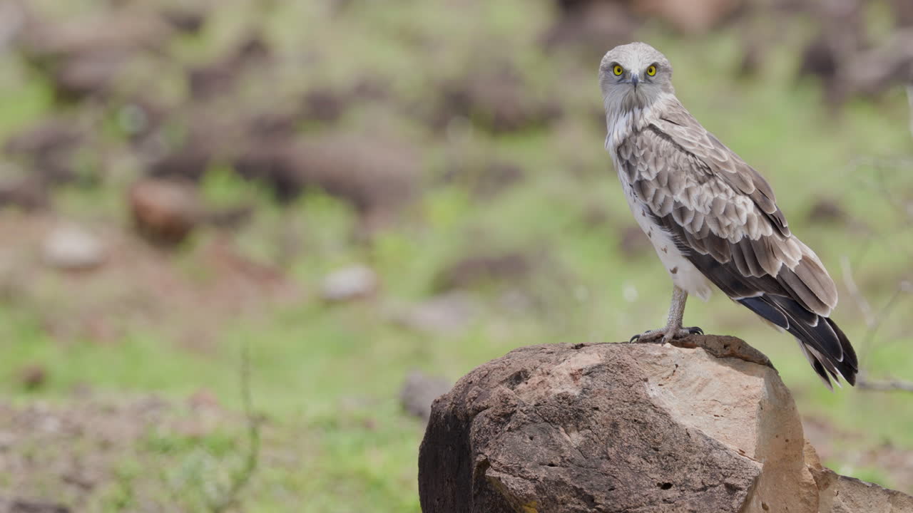 águila serpiente de punta corta encaramada en una roca durante el sol del mediodía busca presas