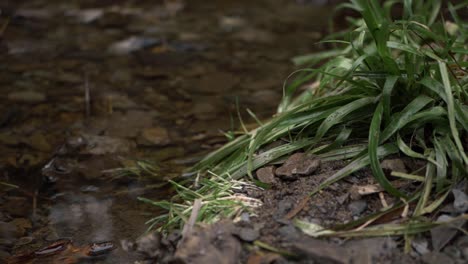 Grass-grows-by-the-side-of-a-natural-stream-close-up-panning-shot