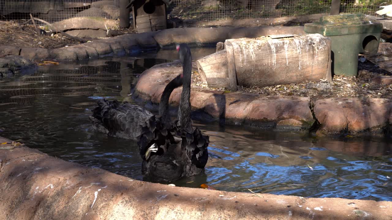 인공 인클로저에 있는 두 마리의 검은 백조가 함께 수영하고 부르고 춤추고 있습니다.