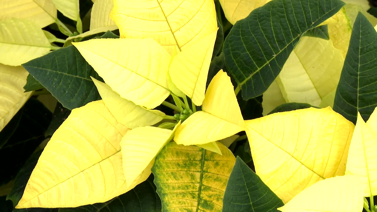 Yellow Poinsettia Close-Up