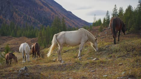 horses grazing in a mountain valley