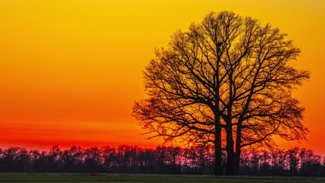 El-Sol-Se-Pone-En-Un-Cielo-Rojo-Anaranjado,-Dejando-Atrás-La-Silueta-Negra-De-Un-árbol